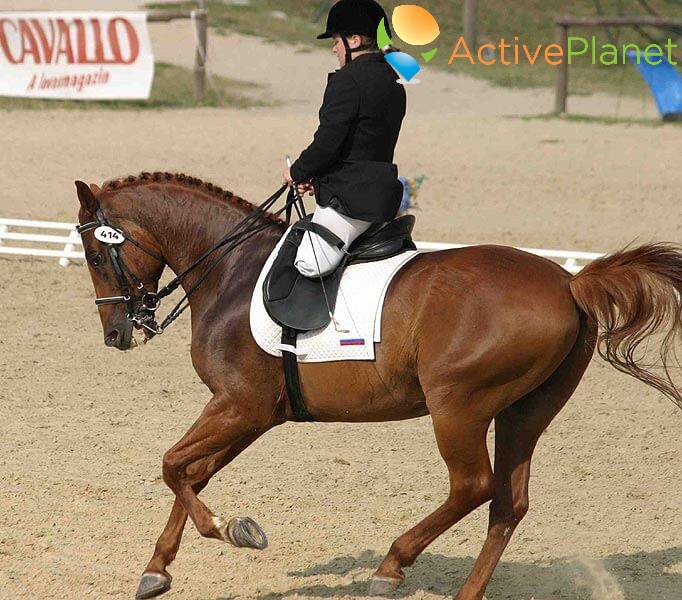 Paralympic Equestrian Training  